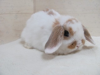 ブロークンオレンジ 25/12/01生まれ