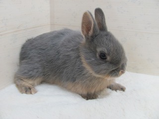 ブルーオター 25/12/15生まれ