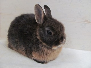 ブラックオター 26/01/04生まれ