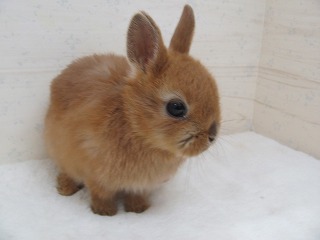 オレンジ 26/02/18生まれ