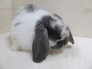 ブロークンブルー 25/10/05生まれ