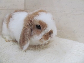 ブロークンオレンジ 26/01/03生まれ