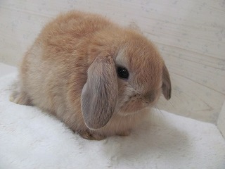 オレンジ 25/11/08生まれ