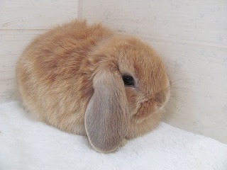 オレンジ 25/12/10生まれ