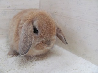 オレンジ 25/12/25生まれ