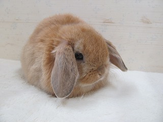 オレンジ 26/01/04生まれ