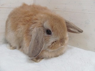 オレンジ 26/01/08生まれ