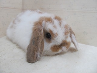 ブロークンオレンジ 26/01/10生まれ