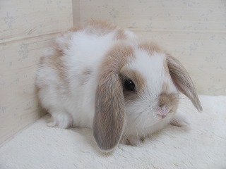 ブロークンリンクス 26/01/18生まれ