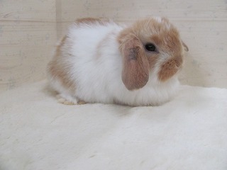 ブロークンオレンジ 26/02/09生まれ