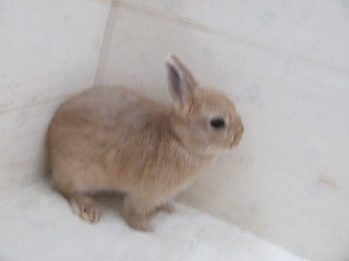 リンクス 26/04/04生まれ