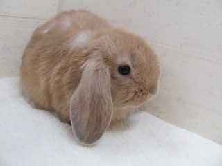 リンクス 25/10/20生まれ