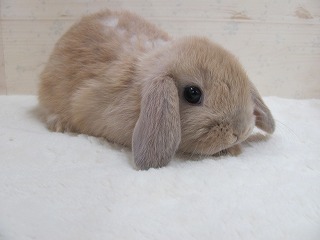 リンクス 25/12/14生まれ