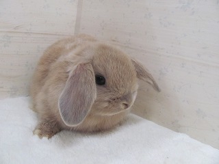 リンクス 26/01/28生まれ