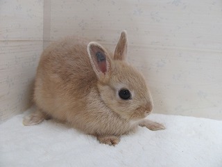 リンクス 26/06/10生まれ
