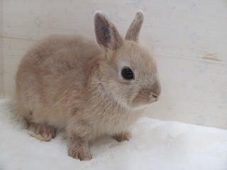 リンクス 26/06/10生まれ