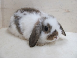 ブロークンチェスナット 25/11/10生まれ