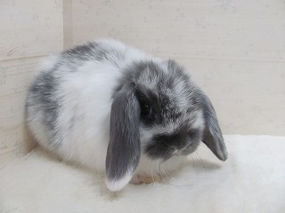 ブロークンブルー 25/11/27生まれ