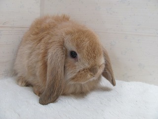 オレンジ 26/01/30生まれ