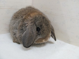 チェスナット 26/01/30生まれ