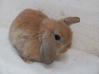 オレンジ 26/02/12生まれ