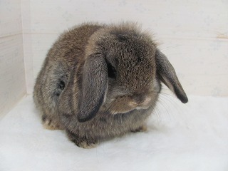 チェスナット 26/02/22生まれ