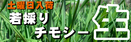 若採り生チモシー
