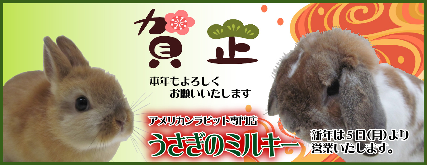 うさぎ専門店 うさぎのミルキー